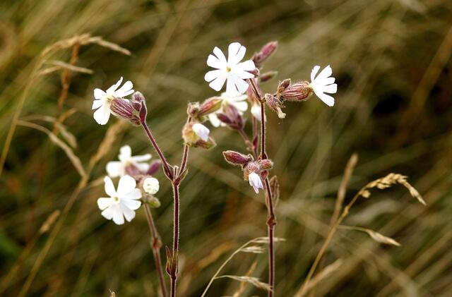 Das Taubenkropf-Leimkraut (Silene vulgaris) blüht in den Sommermonaten in sonnigen Bereichen auf kalkhaltigen Böden. Sie ist eine wichtige Nahrungsquelle für Nachtfalter.   Eine Berichtigung! - Es ist die Weiße Lichtnelke (Silene latifolia). Sie lockt mit ihrem Duft ebenfalls Nachtfalter an.