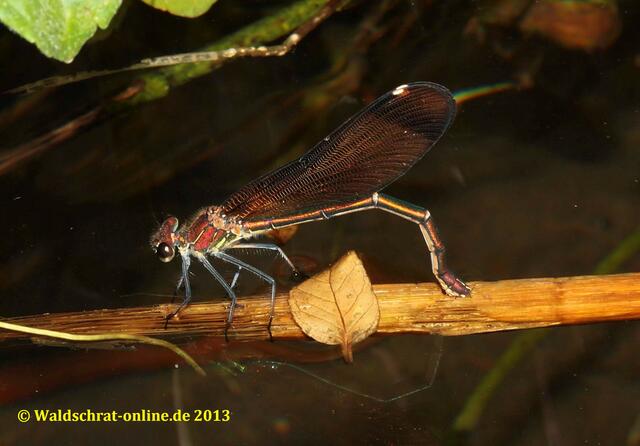 Die Eiablage. Wenn nötig, taucht das Weibchen auch für 30 Minuten vollkommen unter Wasser ab.