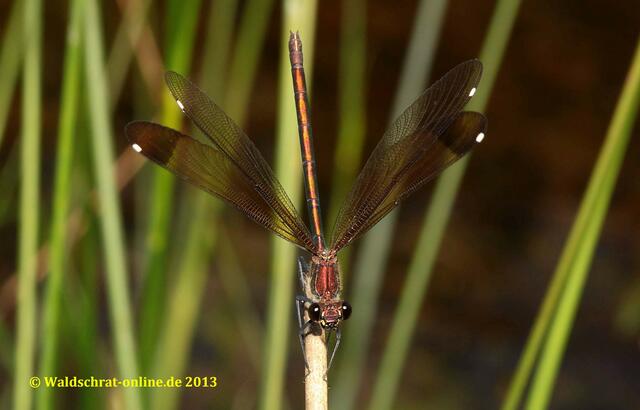 Ein Weibchen der Bronzenen Prachtlibelle signalisiert mit Flügelschlägen Paarungsbereitschaft.