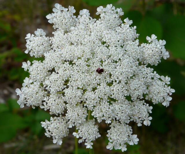 Blütendolde mit "Mohrenblüte"(Sie wird auch als "Scheininsekt" bezeichnet) in der Mitte. An den Blüten des Schirmrandes sind die äußeren Kronblätter größer als die inneren. Sie fallen den Insekten stärker auf und dienen somit als Lockblüten.