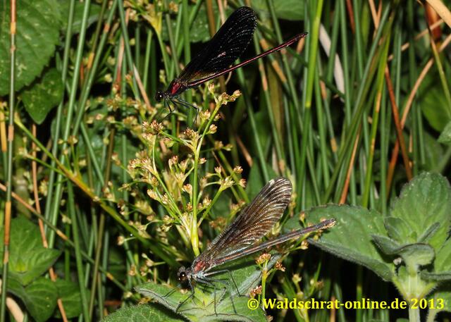 Ein Pärchen der Bronzenen Prachtlibelle. Vorne ist das Weibchen zu sehen..