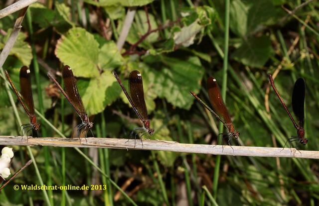 Gruppenbild mit Damen: 4 Weibchen und 1 Männchen (rechts) beim Libellenballett. Die Population der Art liegt an diesem Ort bei etwa 15.000 Tieren auf einem Kilometer Bachlauf.