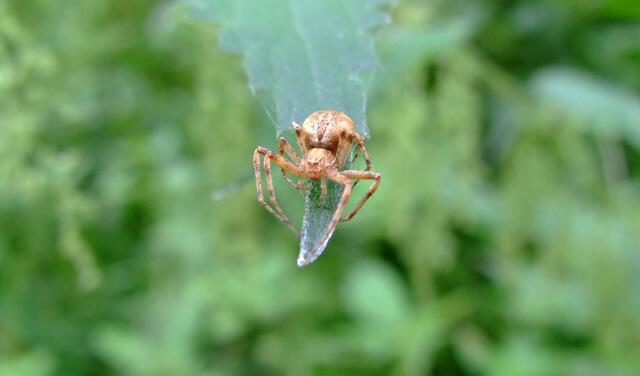 Kleine Spinne auf einem Blatt