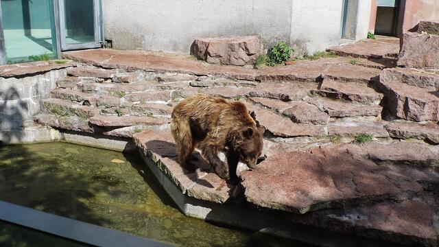 Bergzoo Halle am 18.7.2013 !