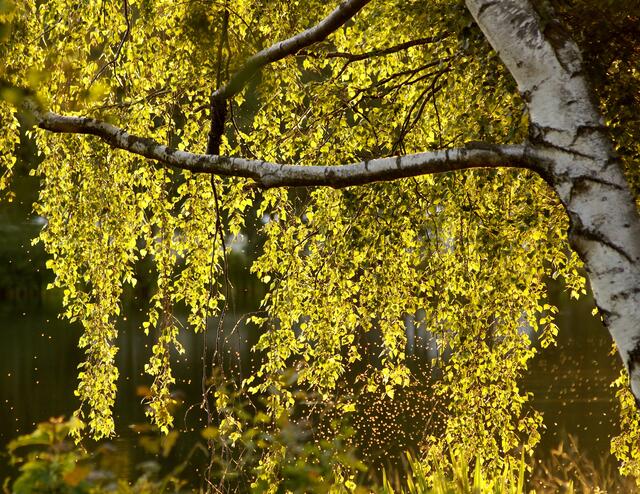 "Tanz" im Sonnenschein (unterer Bildrand). Wissenswertes über die Stechmücke – Die Männchen saugen nur Pflanzensäfte und Nektar. Nur die Weibchen stechen und saugen Blut. Ohne diese Nahrung kommen die Eier nicht zur Entwicklung.
Viele Stechmückenarten bilden überwiegend aus Männchen bestehende Paarungsschwärme in die die Weibchen zur Begattung hineinfliegen.