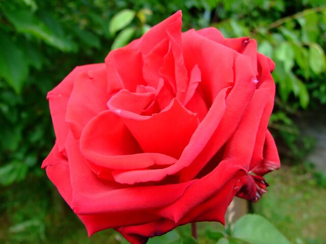 Duftende Edelrose