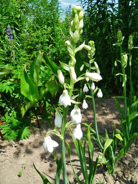 16.7.2013 - Glockenblume