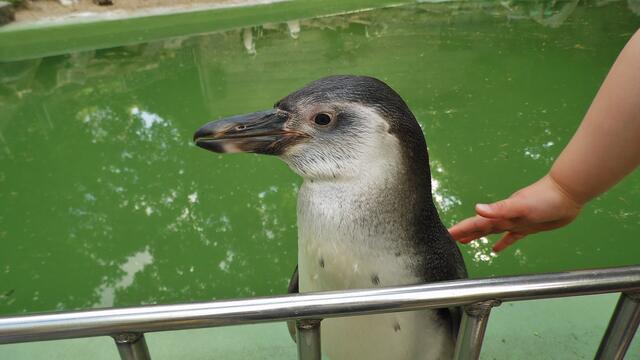 Bergzoo Halle am 18.7.2013 !