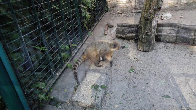 Bergzoo Halle am 18.7.2013 !