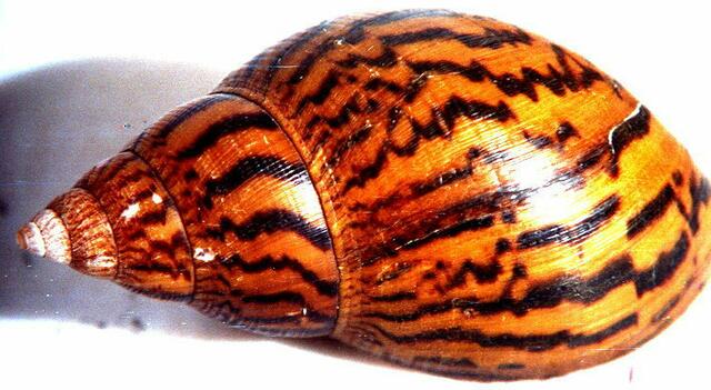 Afrikanische Land-riesenschnecke, die auch ins Foufou, dem Hirsebrei hinein gearbeitet wird