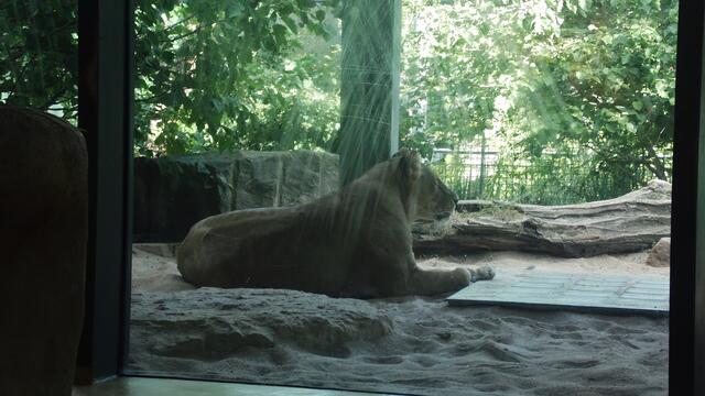 Bergzoo Halle am 18.7.2013 !
