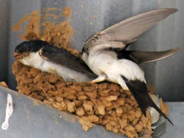 ...um zum richtigen Nest zu fliegen.
