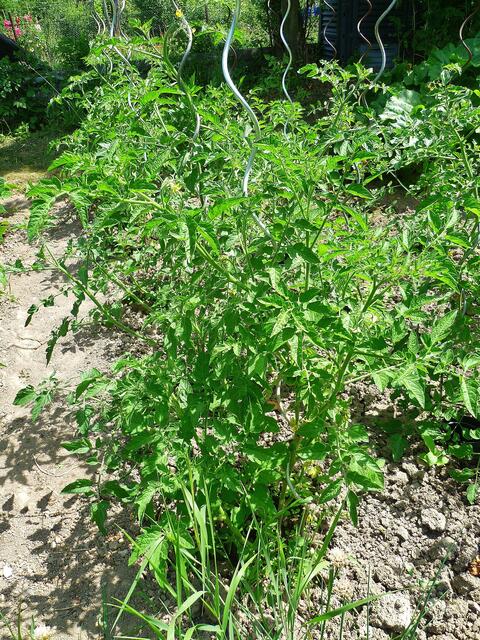 13.7.2013 - Tomaten