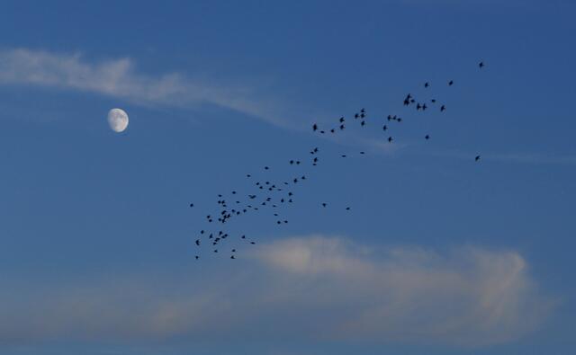 "Starenflug" in Richtung Mond. Aufgenommen am 20.Juli 2013.