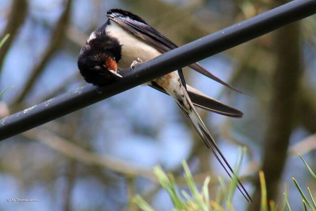 Der Altvogel...