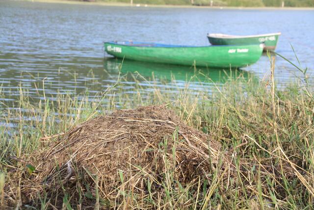 Haubentauchernest...