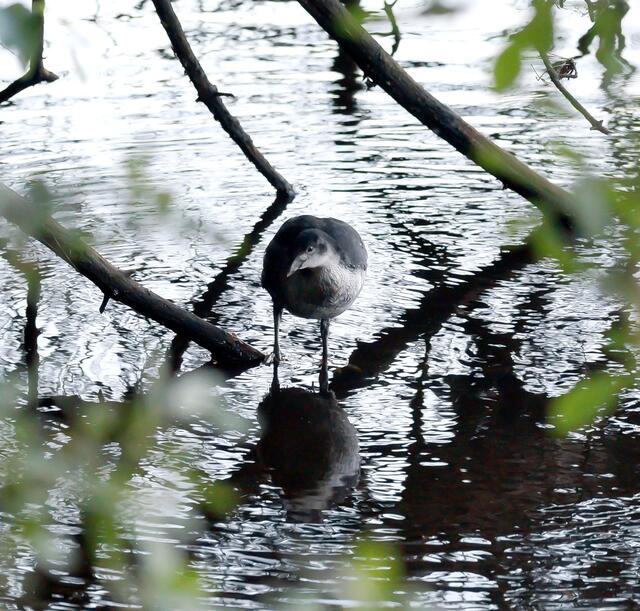 Ein Blässhuhn im "Jugendkleid".