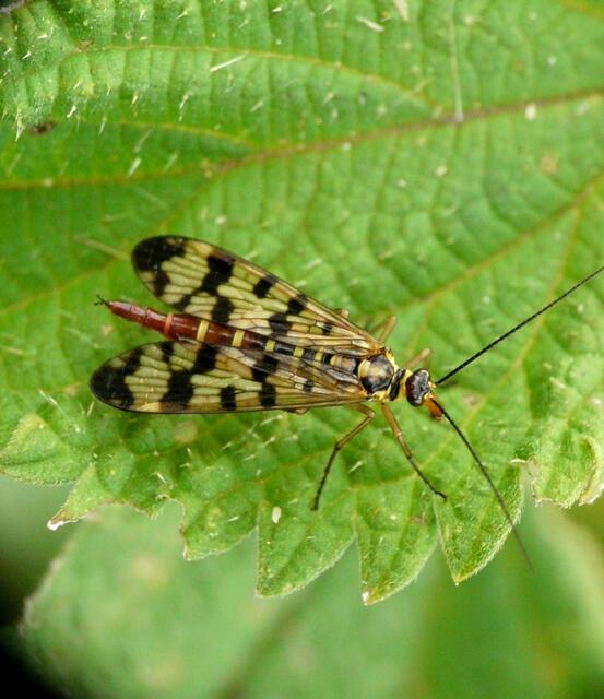 Das Hinterleibsende des Weibchens ist zu einer Legeröhre zugespitzt.