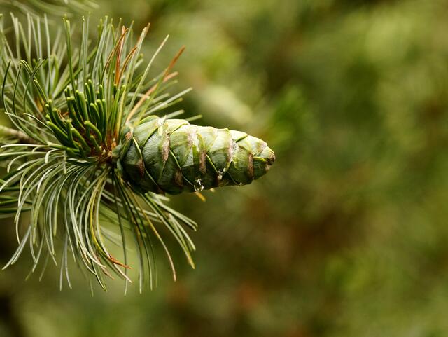 Ein junger Kiefernzapfen.