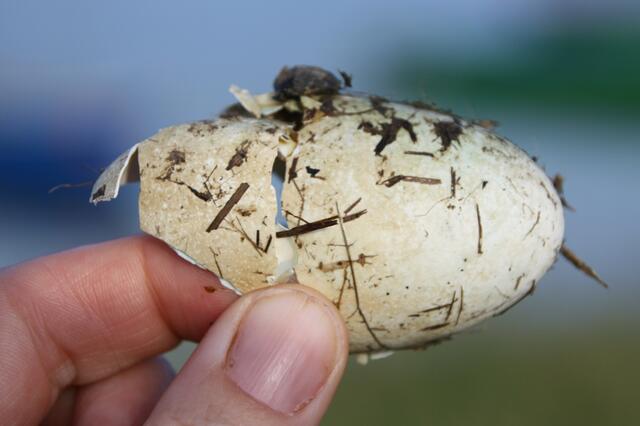 Schale vom Haubentaucher Ei