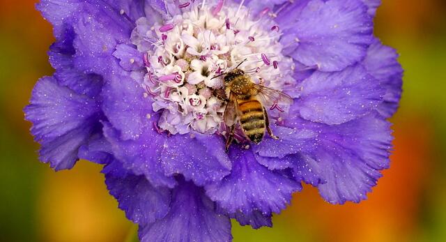 Bitte - unbedingt - mit der Lupe anschauen. Die Biene auf einer Scabiosa caucasica. Eine "Bienenweide" für den Garten. Die Skabiosen locken Bienen und Schmetterlinge magisch an. Schön ist es auch, dass die Garten-Staude winterhart ist! Das macht sie als Gartenpflanze unkomplizierter.