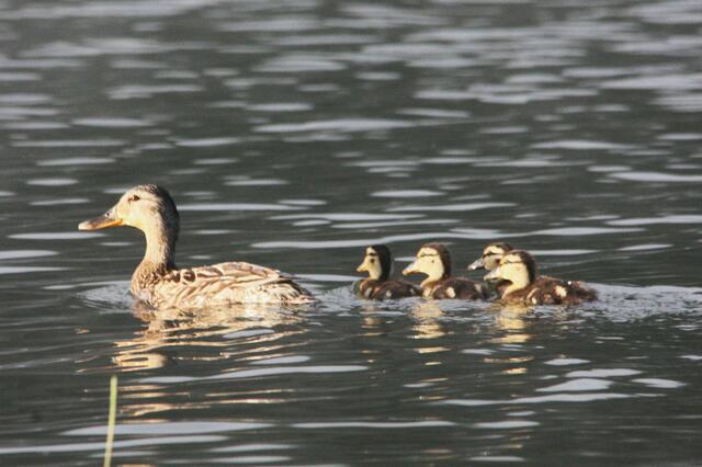 Mama Stockente mit vier Küken