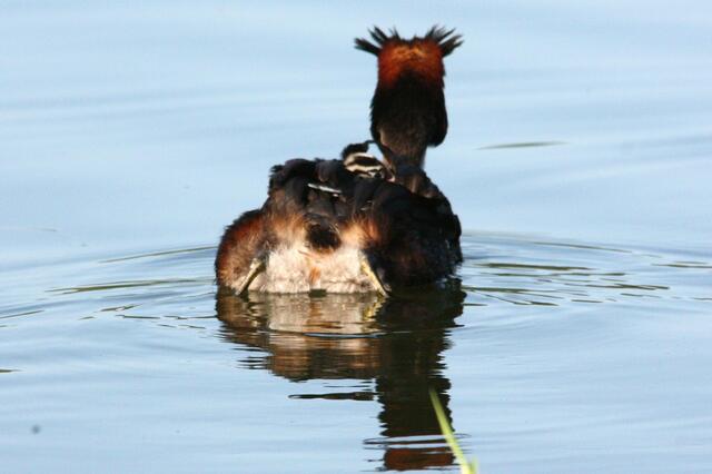 ... sah ich den kleinen Passagier auf dem Rücken!