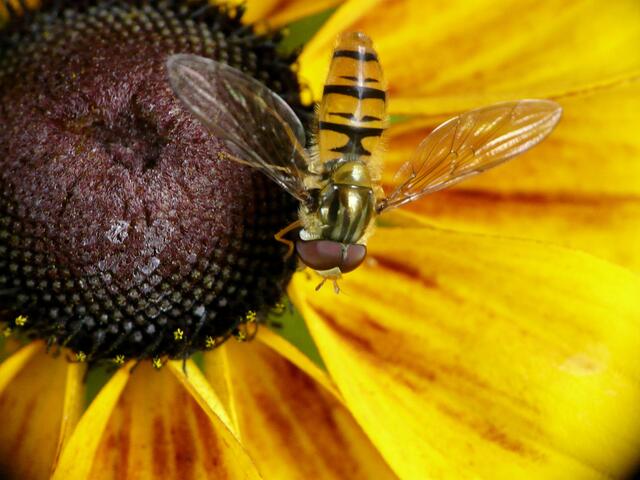 Die Hain-Schwebfliege (Episyrphus balteatus) auf einer Sonnenbrautblüte.