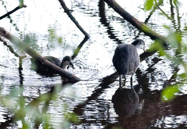 Durch überhängende Zeige leicht verdeckt konnten die beiden jungen Blässhühner am Würmsee beobachtet werden.