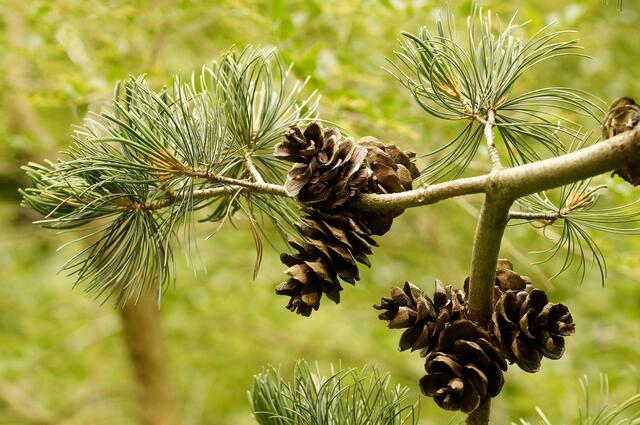 Alte und reife Zapfen noch am gleichen Baum.