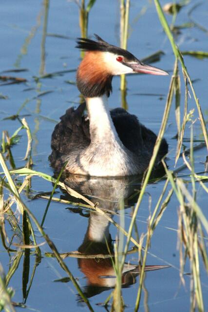 Diese Haubentaucher...