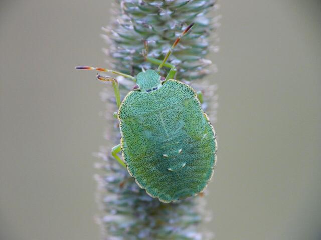 Larve der grünen Stinkwanze (Palomena prasina).