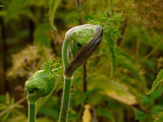 Was wächst da? Es ist die Knospe des Bärenklau kurz vor der Entfaltung.