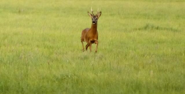 Der Rehbock läuft aus großer Entfernung in Richtung der Fotografin.