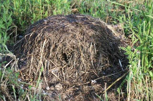 ... nur ein oben abgeflachter Hügel.