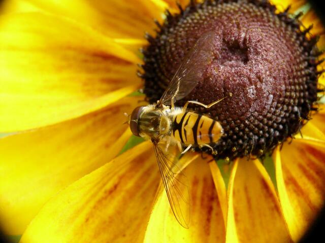 Die Hainschwebfliege erkennen wir gut an der - einem Schnurbart ähnlichen - Zeichnung auf dem Hinterleib.