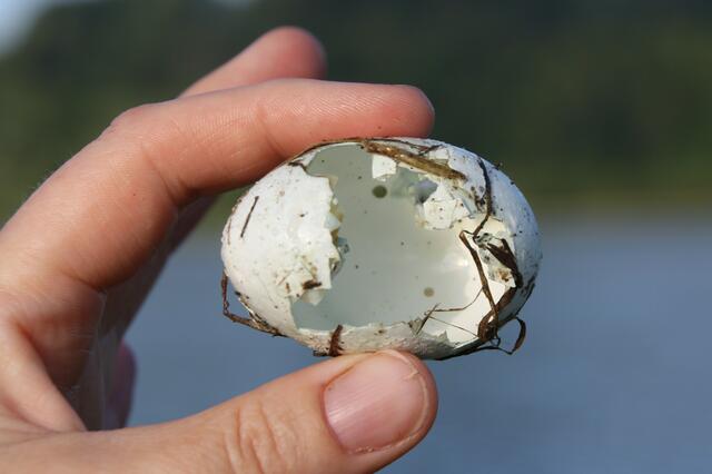 Aus diesem Ei mit bläulicher Schale ist vermutlich ein Stockentenküken geschlüpft...