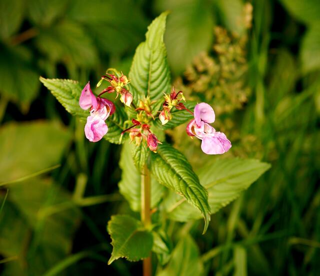 Das "Drüsige Springkraut" (Impatiens glandulifera), auch Indisches Springkraut genannt. Der im 19.Jahrhundert eingebürgerte Neophyt wächtst als  Halbschatten- und Schattenpflanze an Flußufern, Auwäldern, Teichen und Seen. Sie ist eine  "Hummelblume" und wird von ihren Gästen bis spät in den Abend hinein umschwirrt und  aufgesucht.