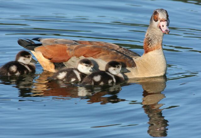 Farbenprächtig: Nilgänse