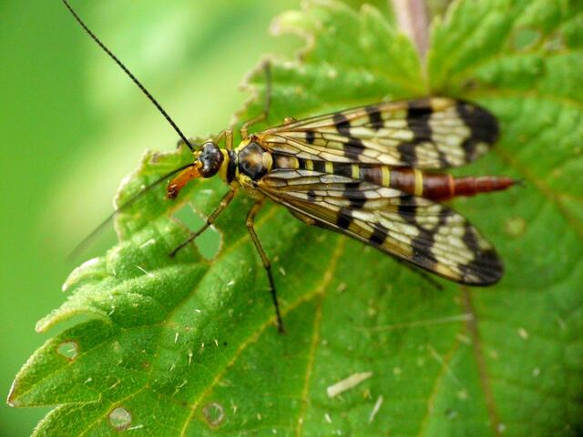 Die Skorpionsfliege (Weibchen). Sie hat wie alle anderen Schnabelfliegen auch, einen rüsselartig verlängerten Kopf. Die Skorpionsfliegen halten sich gerne an schattigen Plätzen auf Büschen auf.