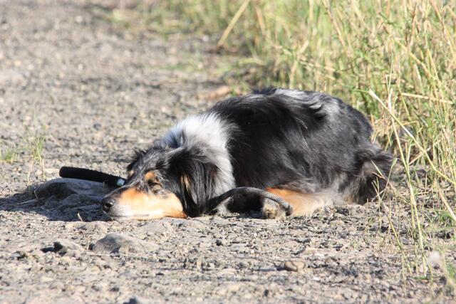 Ida wartet, bis ich mit dem Fotografieren fertig bin
