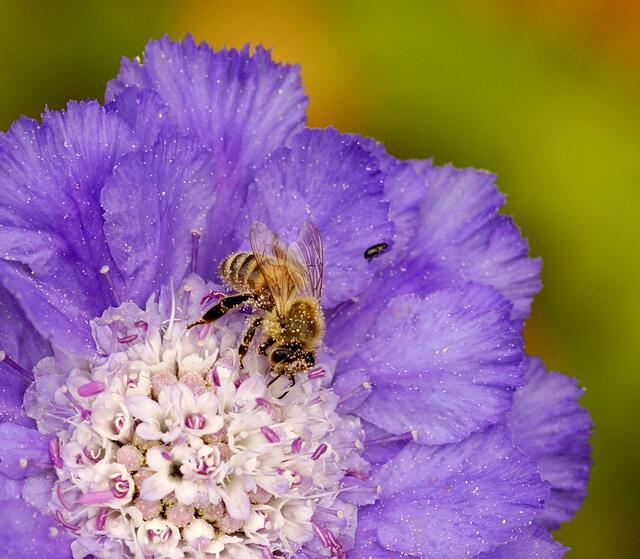 Die Biene ist über und über mit dem Blütenpollen der Scabiosa caucasia bestäubt.