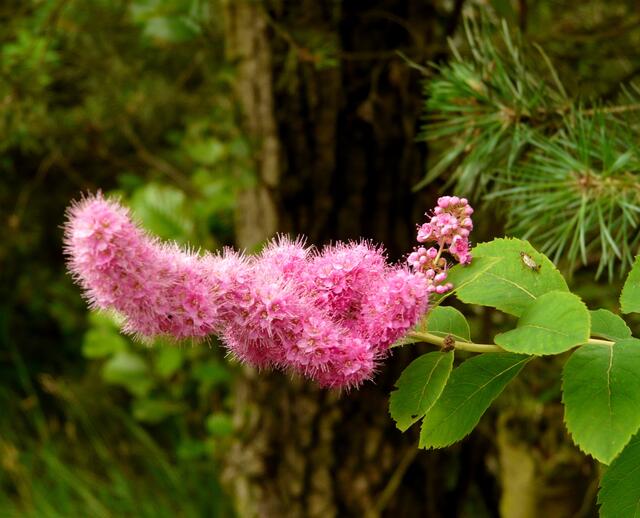 Im Juni und Juli blüht Spirae billardii (Billards Spierstrauch)Spierstrauch lockt besonders Schwebfliegen in großer Zahl.