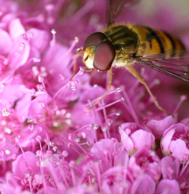 Die Hainschwebfliege (Episyrphus balteatus) gehört zu den "biologischen Schädlingsbekämpfern". In der kurzen Zeit bis zur Verpuppung frisst jede Hainschwebfliegen-Larve mehrere hundert Blattläuse. Wir erkennen hier gut das Männchen der Hain-Schwebfliege, weil sich nur bei ihm die Facettenaugen auf der Stirn berühren.