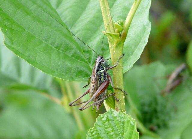 Die Heuschrecken springen und hüpfen auch zu später Stunde noch in großer Anzahl von Halm zu Halm. Hier sehen wir eine Laubheuschrecke. Es ist Roesels Beißschrecke (Metrioptera roeselli). Ihre Lautäußerungen hören wir als ein gleichmäßiges Sirren.