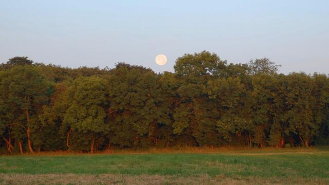 ... und der Mond schaut noch mit voller Kraft über die Baumwipfel