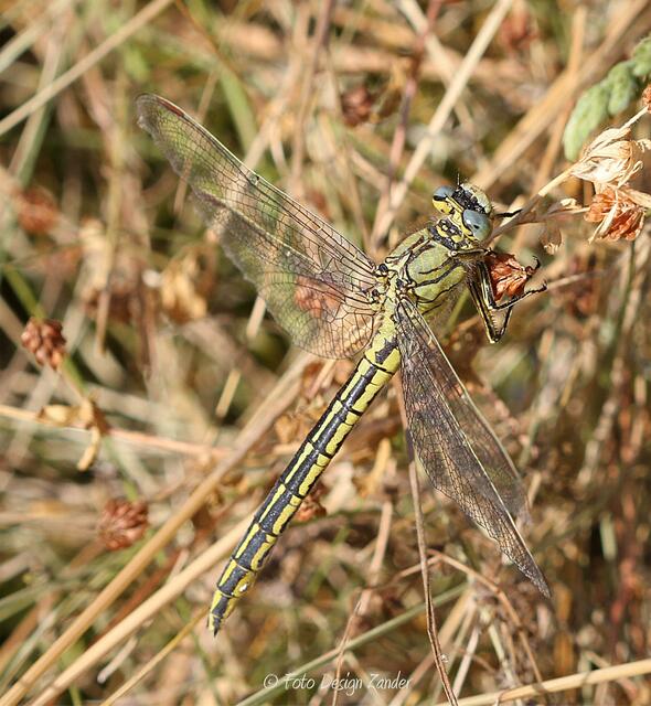 Westliche Keiljungfer (Gomphus pulchellus) immer super gut getarnt