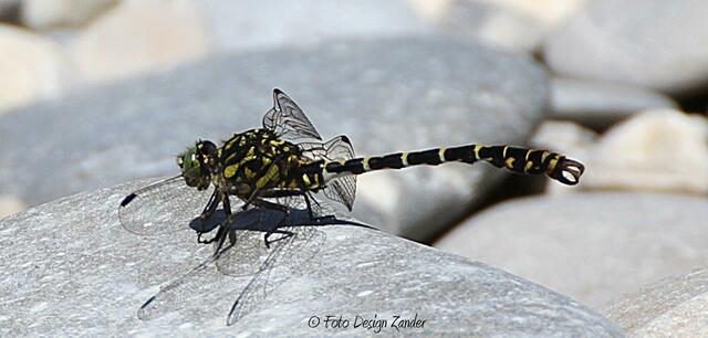 Kleine Zangenlibelle (Onychogomphus forcipatus)