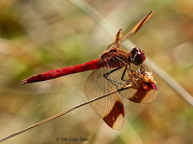 Gebänderte Heidelibellen (Sympetrum pedemontanum)