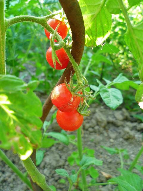 16.7.2013 - ersten Tomaten reif
